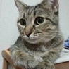 甘えん坊♪だけどしっかり者のキジトラママです！！ サムネイル5