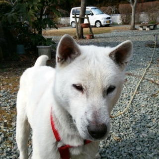 人懐っこい仔です