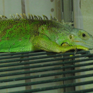 里親決まりました。ありがとうございました。