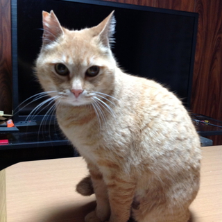 かわいいメス茶トラ