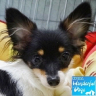 「蘭丸」推定7～8ヶ月♂