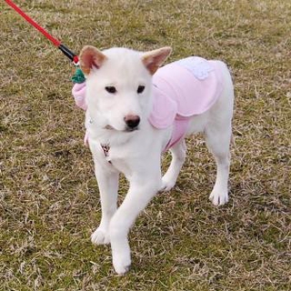 小ぶりでおちゃめ　すみれ　ちゃん