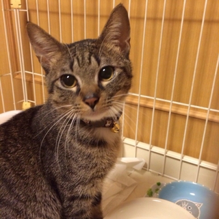 他のサイトでトライアルが決定しました！