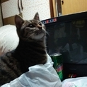 里親募集しております。