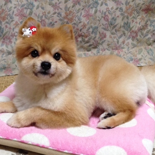 ポメラニアン(男の子)の里親様を探しております