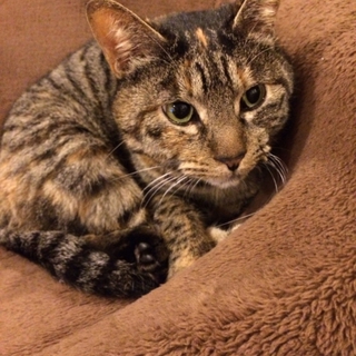 人懐こい成猫です。ワクチン避妊済み。