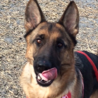 ジャーマンシェパード・ヨーラちゃん