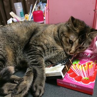 【名前：ぽぽ】１歳猫の里親募集【急募】