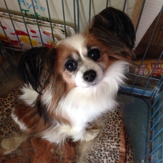 可愛いパピヨンの里親募集☆