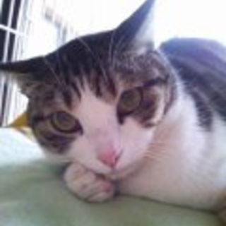 顔のまあるい猫