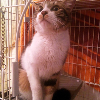 とっても可愛い子猫です！