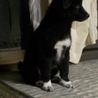 ありがとうございました。 サムネイル5