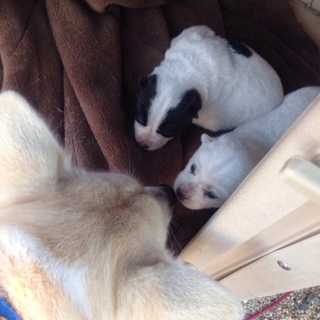 野良犬の子供②
