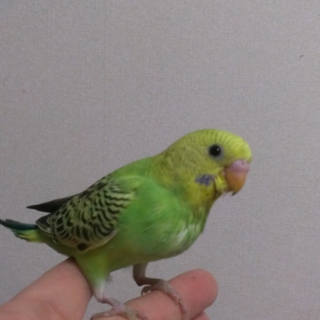 セキセイインコの雛をもらってください