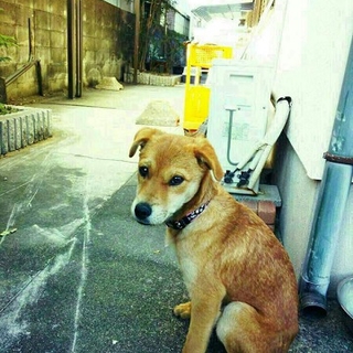 おとなしい６ヶ月の女の子♪里親募集!!