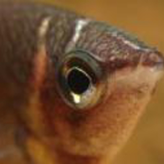 チョコレートグラミー