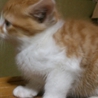 ありがとうございました サムネイル2