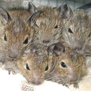 ☆仔デグー　里親募集　大阪から☆