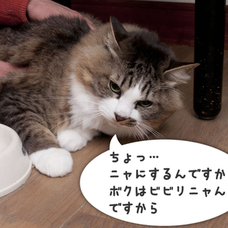 フワフワ長毛ビビリ王子の岳君