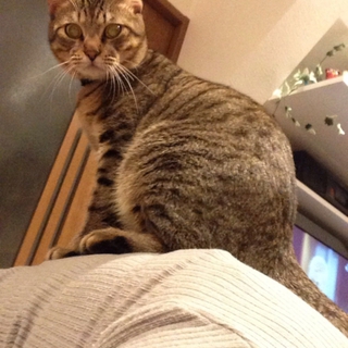 ボクの家族になって(=^ェ^=)