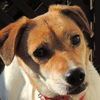 ニコ（MIX・メス）７歳　１３㎏ 澄んだ大きな瞳