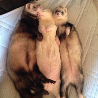 仲良しフェレトリオ！雌２.雄１