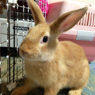里親さんが決まりました！