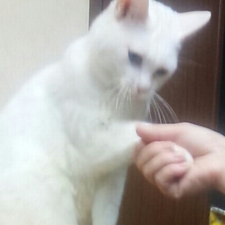 握手をする「ふーちゃん」