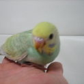 インコの雛三羽かわいがって下さい