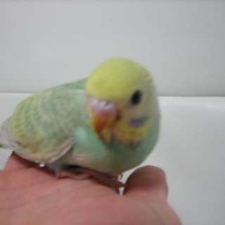インコの雛三羽かわいがって下さい