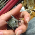 デグー　１月２０日生まれの里親さん募集