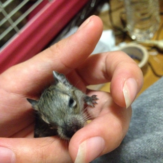 デグー　１月２０日生まれの里親さん募集