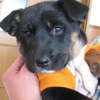 とてもかわいい子犬です。