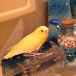 セキセイインコ里親募集