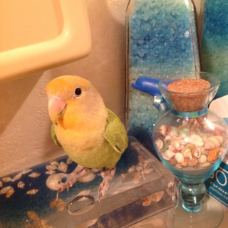 コザクラインコ里親募集