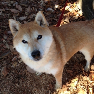 純血の小柴犬４才！「こごみ」です。