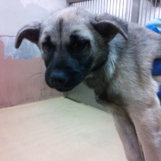 処分寸前の子犬