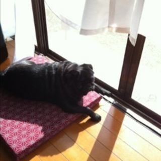 素敵な里親様と出会え感謝です。