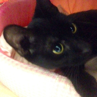 大至急！！だっこも大好き黒猫
