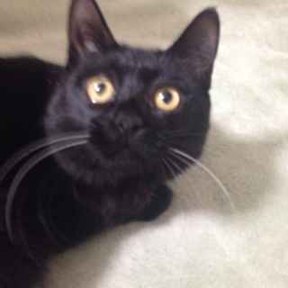 黒猫さんだけど幸せ運びます♡