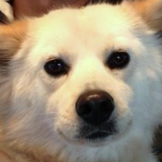 まんまるオメメのふわふわハチ