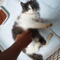 大至急！！猫の里親募集です！とても人懐こいです＾＾