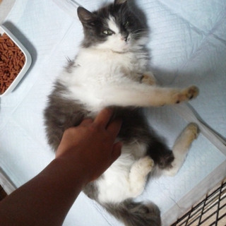 大至急！！猫の里親募集です！とても人懐こいです＾＾