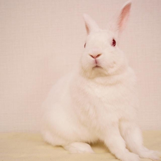 ホワイ兎家里親募集　プルラくん