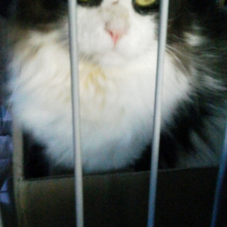 別府市の山奥で猫を保護しました
