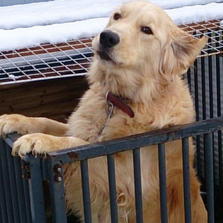 可愛がって貰える方