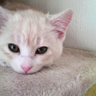 センターに持ち込まれた「仔猫ちゃん」