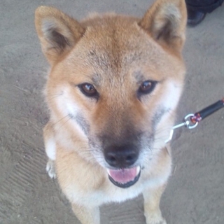 4歳♂元気いっぱいの柴犬里親様募集！