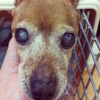 ミニチュアピンシャーのツイツイちゃん♀