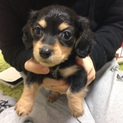 子犬 カニンヘンダックスフンド